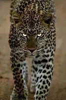 Warrior Cats! Warrior Cats!