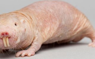 Real Life Pets Real Life Pets