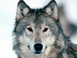 Wolf Club ~Awooo Wolf Club ~Awooo