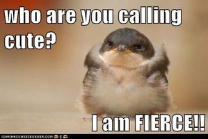 Adorable & Funny Animal Pictures! Adorable & Funny Animal Pictures!