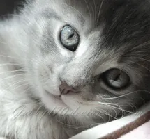 Cat Lover Club! Cat Lover Club!
