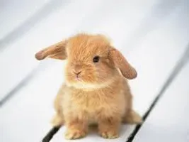 cuteness