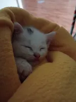 Kitten photodump page