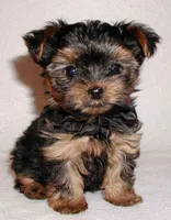I Love Animals! I Love Animals!
