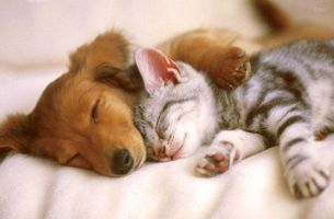 Animal Lovers Club Animal Lovers Club