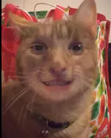 The page for future Animorphs