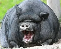 Q & A with Mr. Pig the vietnamese potbelly pig Q & A with Mr. Pig the vietnamese potbelly pig