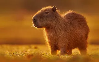 Capybara