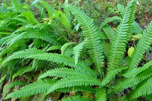 Native Plants Brisbane