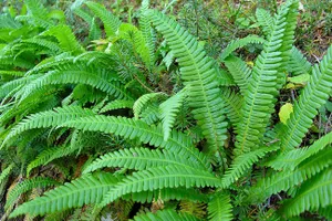 Native Plants Brisbane