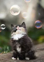 Do you have trouble entertaining your feline friend?