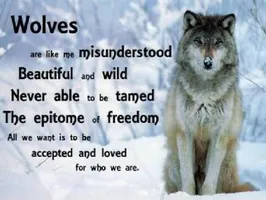 Calling all Wolf Lovers! Calling all Wolf Lovers!