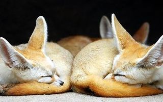 Fox RP Page Fox RP Page