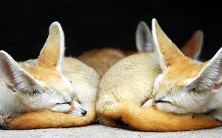 Fox RP Page Fox RP Page