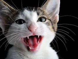 Cat RP Cat RP
