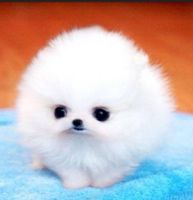 cutie pie animals :3 cutie pie animals :3