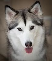 Amazing Dog Tricks! Amazing Dog Tricks!