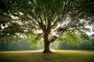 Save the trees and wildlife! Save the trees and wildlife!