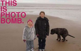 Animal Photobombs Animal Photobombs