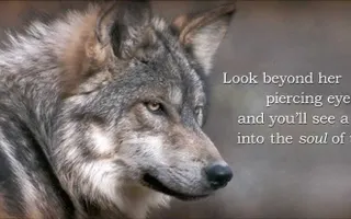 Wolf adoption page! :-) Wolf adoption page! :-)