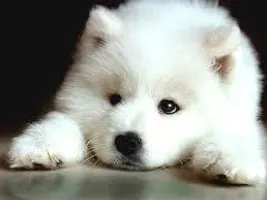 For Puppy People For Puppy People