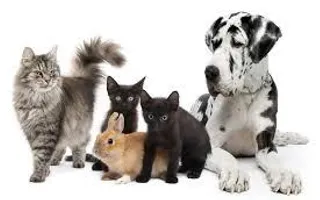 Pet adoptions! Pet adoptions!