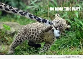 Funny? Leopard? Funny? Leopard?