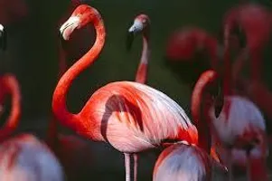 Do you like flamingos? Do you like flamingos?