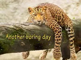 Funny? Leopard? (4) Funny? Leopard? (4)