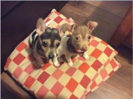 Which puppy is cuter? (1) Which puppy is cuter? (1)