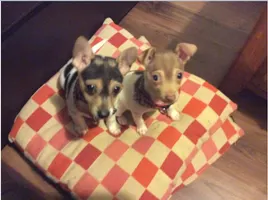 Which puppy is cuter? (1) Which puppy is cuter? (1)