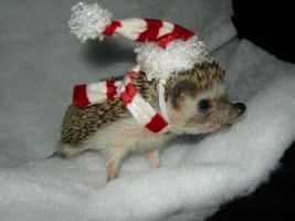 Do you like hedgehogs? Do you like hedgehogs?