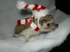 Do you like hedgehogs? Do you like hedgehogs?