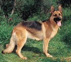 what's the best thing about big dogs! what's the best thing about big dogs!