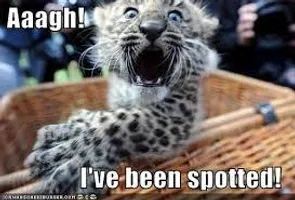 Funny?Leopard? Funny?Leopard?