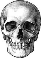 which skull do you like? which skull do you like?