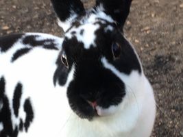 What is your favorite bunny? What is your favorite bunny?