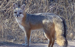There are so many animals in NM a left out in my last quiz should I make a second one? There are so many animals in NM a left out in my last quiz should I make a second one?