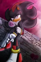Which is the saddest Shadow picture? Which is the saddest Shadow picture?