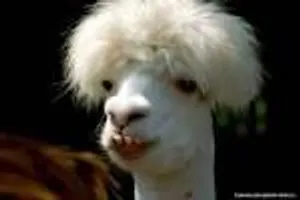 Which Llama pic is funnier Which Llama pic is funnier