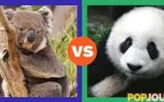 Panda vs koala ! Bear bro.s ! Panda vs koala ! Bear bro.s !