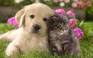 Cats or dogs? (5) Cats or dogs? (5)