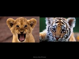 Which Animal is cuter? Which Animal is cuter?