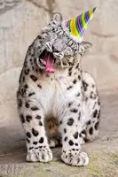 Funny leopard? Funny leopard?