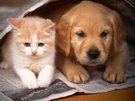 Cats or Dogs more? Cats or Dogs more?
