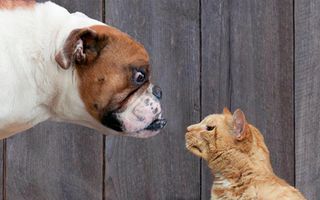 Do you like cats or dogs better choose one and compare results to others go wild?! Add in comments if enjoyed! Do you like cats or dogs better choose one and compare results to others go wild?! Add in comments if enjoyed!