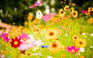 whats your favourite flower! mines a lily! whats your favourite flower! mines a lily!