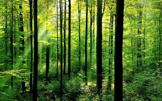 What's your favourite type of tree?