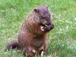 How Much Do You Think A Wood Chuck Could Chuck Wood? How Much Do You Think A Wood Chuck Could Chuck Wood?