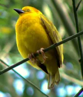 Which bird pic is the most stunning? Which bird pic is the most stunning?